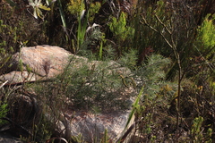Hakea gibbosa