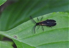 Leptoceletes basalis