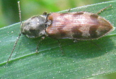 Pseudanostirus