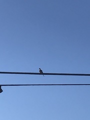 Zenaida macroura carolinensis