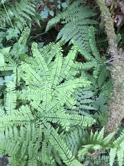 Adiantum aleuticum aleuticum