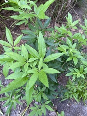 Vitex agnus-castus