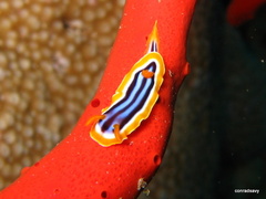 Chromodoris quadricolor