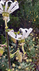 Michauxia campanuloides