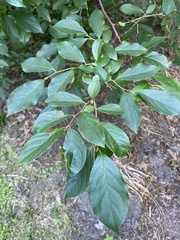 Styrax grandifolius