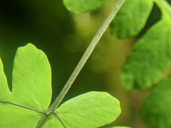 Gymnocarpium × intermedium