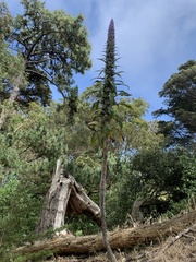 Echium pininana