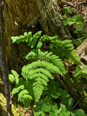 Gymnocarpium × intermedium