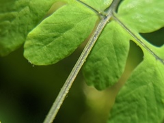 Gymnocarpium × intermedium