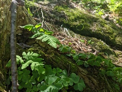 Gymnocarpium × intermedium