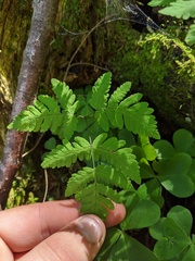 Gymnocarpium × intermedium