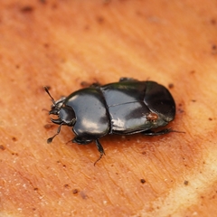 Hololepta plana