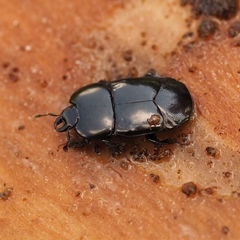 Hololepta plana