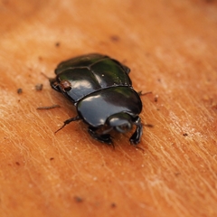Hololepta plana