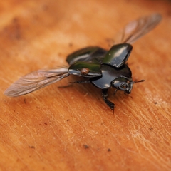 Hololepta plana