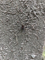 Leiobunum calcar