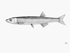Lake Malawi Sardine photo 2