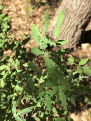 Berberis swaseyi