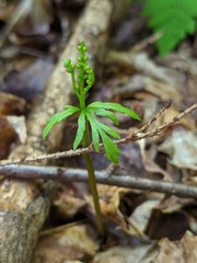 Botrychium angustisegmentum