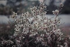 Thomasia petalocalyx