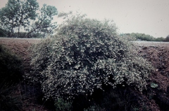 Thomasia petalocalyx