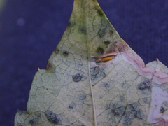 Phyllocnistis ampelopsiella