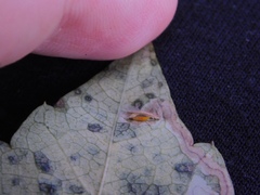 Phyllocnistis ampelopsiella