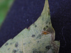 Phyllocnistis ampelopsiella