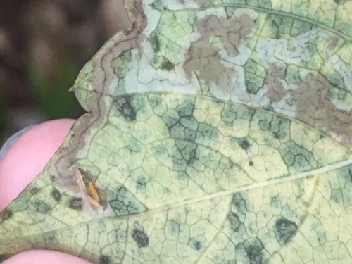 Phyllocnistis ampelopsiella photo 2