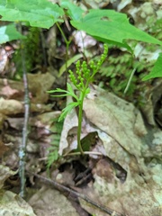 Botrychium angustisegmentum