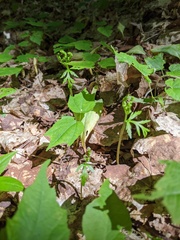 Botrychium angustisegmentum