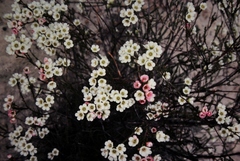 Chamelaucium megalopetalum