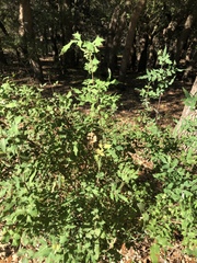 Berberis swaseyi