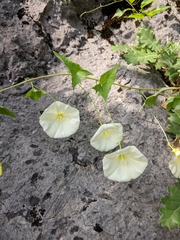Convolvulus scammonia