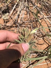 Castilleja sessiliflora