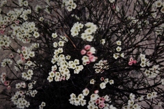 Chamelaucium megalopetalum
