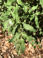 Berberis swaseyi