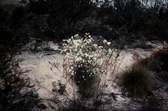 Chamelaucium megalopetalum