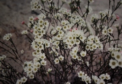 Chamelaucium megalopetalum