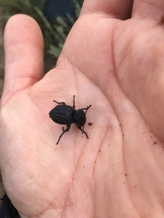 Microschatia inaequalis