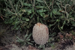 Banksia baueri