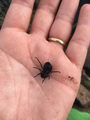 Microschatia inaequalis