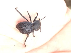 Microschatia inaequalis