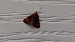 Pyrausta orphisalis
