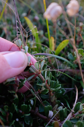 Popcorn Ceanothus foliage