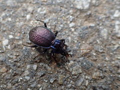 Sphaeroderus