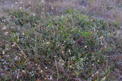 Ceanothus maritimus
