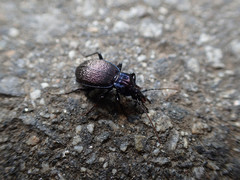 Sphaeroderus