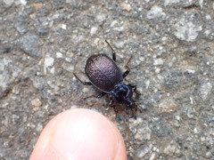 Sphaeroderus