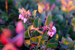 Arctostaphylos cruzensis